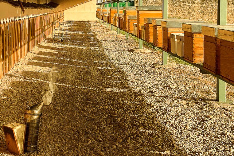 Abérica curso de apicultura