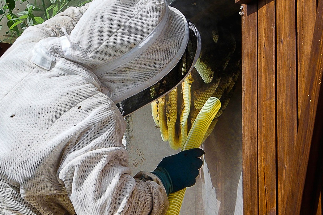 Abérica curso de apicultura