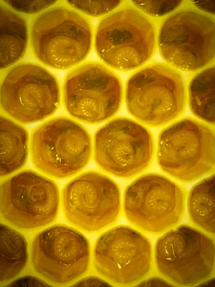 Abérica panal de miel
